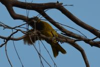 White Eared Honeyeater - The Block Berringa