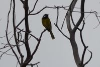 White Eared Honeyeater - The Block Berringa