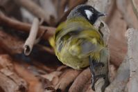 White Eared Honeyeater - The Block Berringa