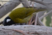 White Eared Honeyeater - The Block Berringa