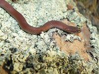 White Lipped Snake- The Block Berringa