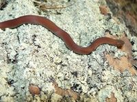 White Lipped Snake- The Block Berringa