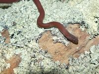 White Lipped Snake- The Block Berringa