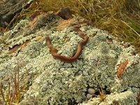 White Lipped Snake- The Block Berringa