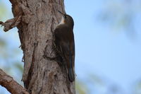 White Throated Treecreeper - Berringa Sanctuary