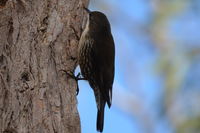 White Throated Treecreeper - Berringa Sanctuary