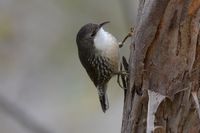 White Throated Treecreeper - Berringa Sanctuary