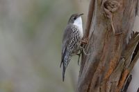 White Throated Treecreeper - Berringa Sanctuary