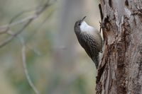 White Throated Treecreeper - Berringa Sanctuary