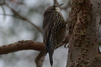 White Throated Treecreeper - Berringa Sanctuary