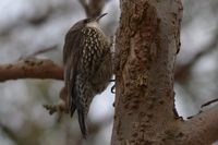 White Throated Treecreeper - Berringa Sanctuary