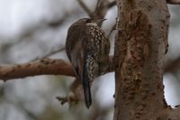 White Throated Treecreeper - Berringa Sanctuary