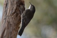 White Throated Treecreeper - Berringa Sanctuary