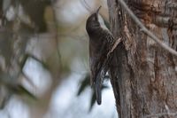 White Throated Treecreeper - Berringa Sanctuary