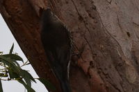 White Throated Treecreeper - Berringa Sanctuary