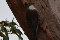 White Throated Treecreeper - Berringa Sanctuary
