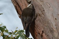 White Throated Treecreeper - Berringa Sanctuary