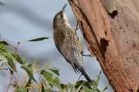 White Throated Treecreeper - Berringa Sanctuary