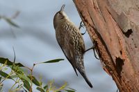 White Throated Treecreeper - Berringa Sanctuary