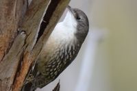 White Throated Treecreeper - Berringa Sanctuary