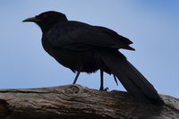 White Winged Chough - Pails for Scales Unique Pets