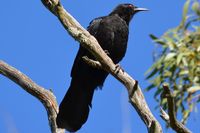 White Winged Chough - Pails for Scales Unique Pets