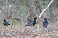 White Winged Chough - The Block Berringa