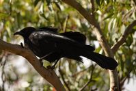 White Winged Chough - The Block Berringa