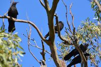 White Winged Chough - The Block Berringa