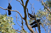 White Winged Chough - The Block Berringa