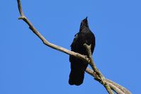 White Winged Chough - The Block Berringa