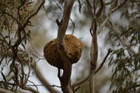 White Winged Cough Nest - Berringa Sanctuary 