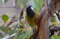 White-Eared Honeyeater The Block Berringa.