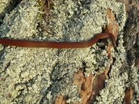 White-Lipped Snake - The Block Berringa.