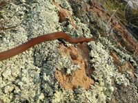 White-Lipped Snake - The Block Berringa.