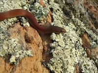 White-Lipped Snake - The Block Berringa.