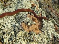 White-Lipped Snake - The Block Berringa.