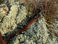 White-Lipped Snake - The Block Berringa.