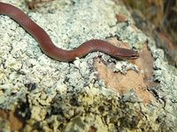 White-Lipped Snake - The Block Berringa.