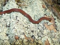 White-Lipped Snake - The Block Berringa.