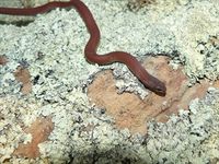 White-Lipped Snake - The Block Berringa.