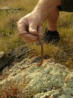 White-Lipped Snake - The Block Berringa.