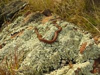 White-Lipped Snake - The Block Berringa.