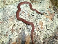 White-Lipped Snake - The Block Berringa.