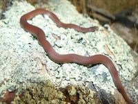 White-Lipped Snake - The Block Berringa.