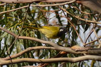 White-eared Honeyeater The Block Berringa