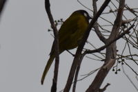 White- eared honey eater - Berringa Sanctuary 