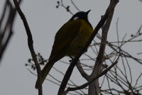 White- eared honey eater - Berringa Sanctuary 