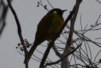 White- eared honey eater - Berringa Sanctuary 