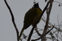 White- eared honey eater - Berringa Sanctuary 